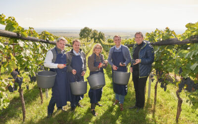 Weinlese für den Julius Raab Jubiläumswein
